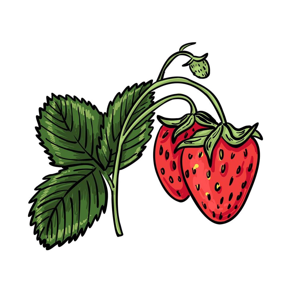 Hand-drawn strawberry twig with two ripe berries, one small green fruit, and detailed leaves. Great for packaging, labels, and natural food branding. vector