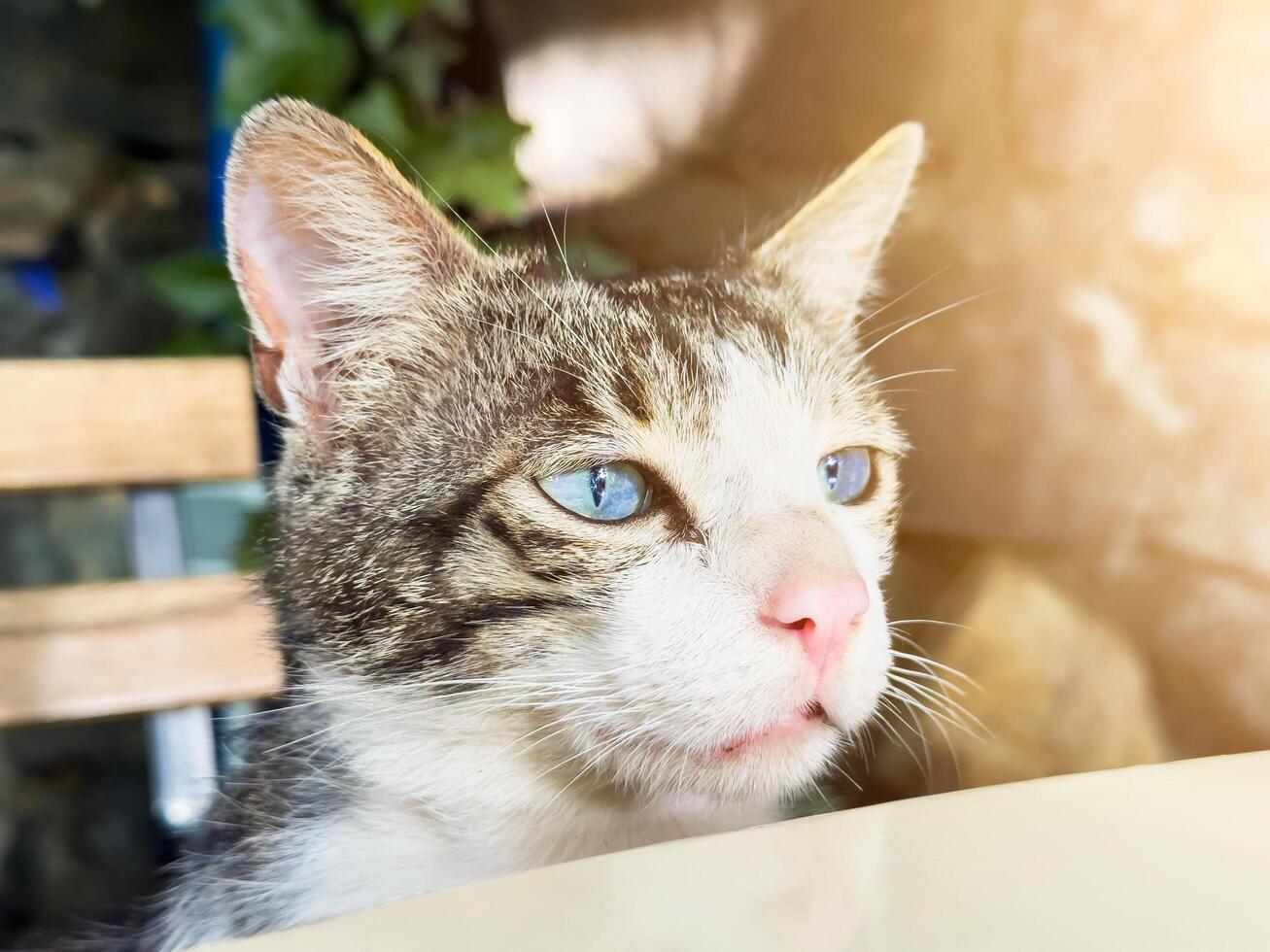 Koshla with blue eyes looks forward as she sits at a table in a cafe photo