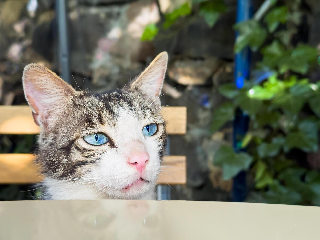 The cat with blue eyes put his head on the table photo