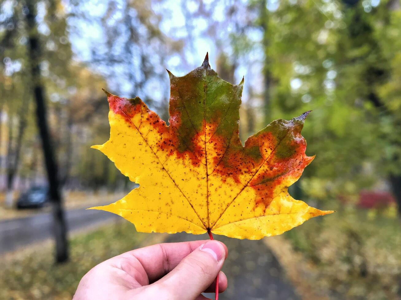 Orange maple leaf in hands, autumn, rain, orange leaf, colorful photo