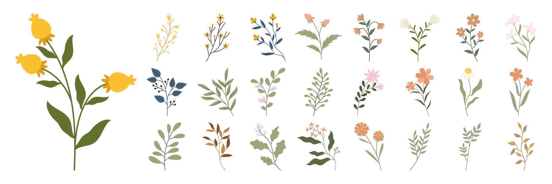 Collection colorful wildflower and botanical illustration elements. Flat flower set vector