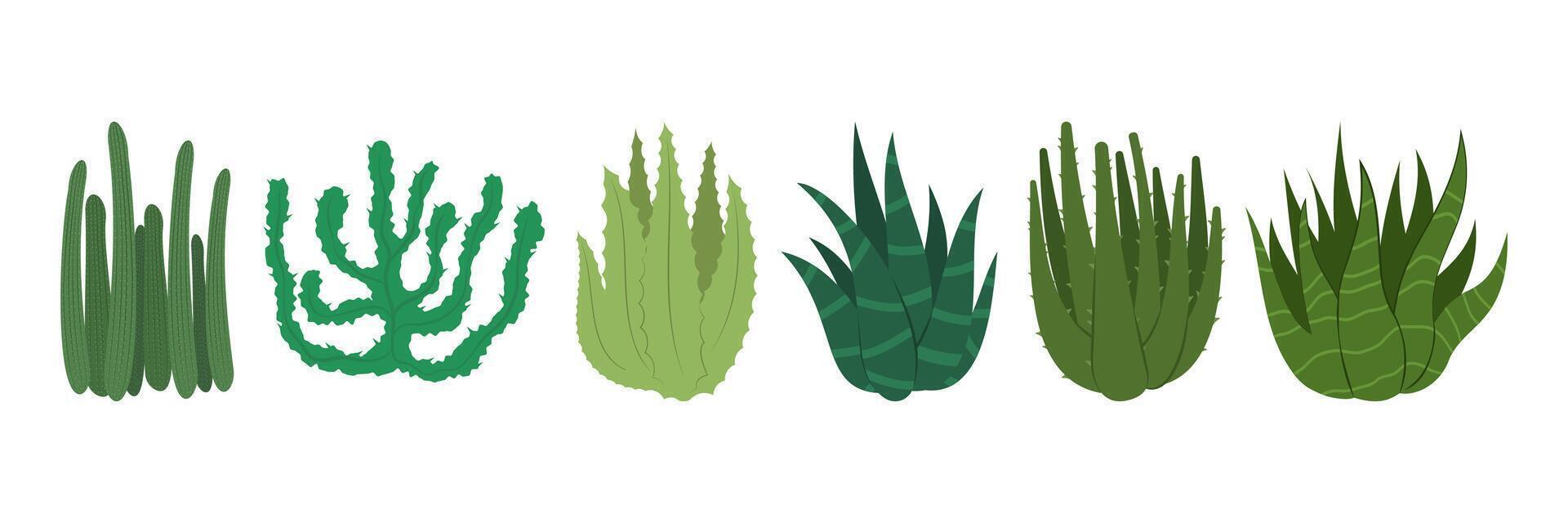 Colorful cactus, and succulent plant illustrations on white background. Flat set vector