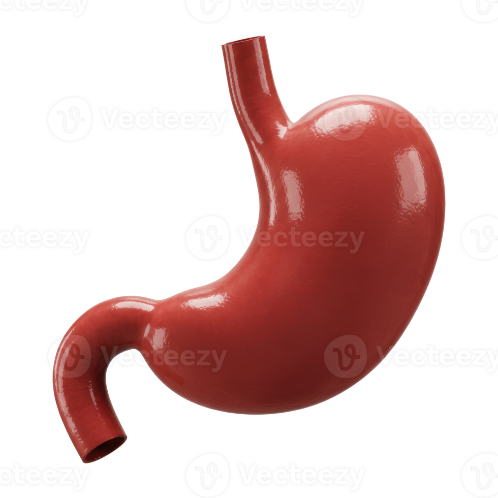 Human Stomach Isolated on a Transparent Background. Cut Out, Clipping Path. png