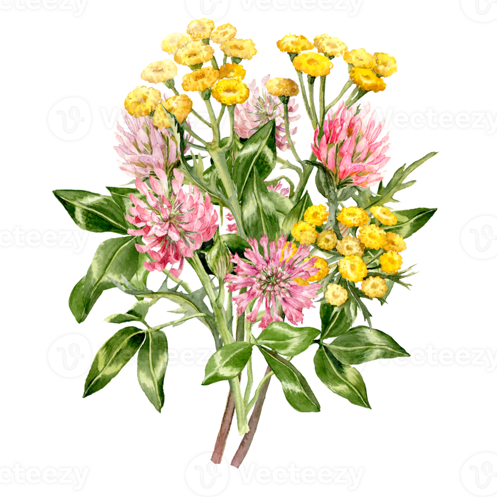 Hand drawn Little bouquet with pink Clover and Yellow Tansy png