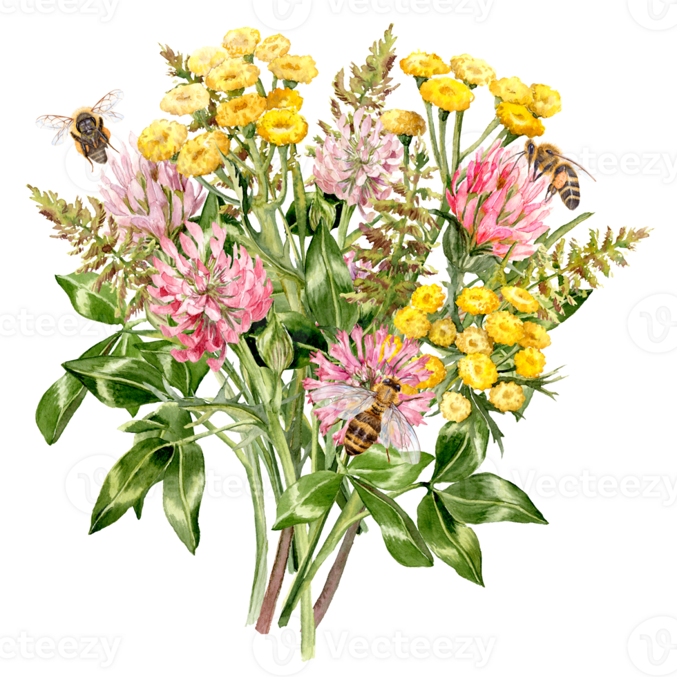 Watercolor painted Clover and Tansy bouquet with herbs and honey bees png