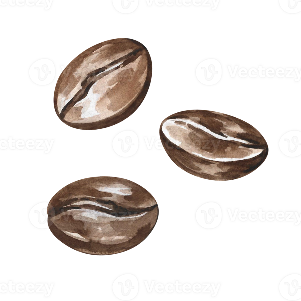 Coffee beans. Hand-drawn watercolor illustration. Isolation. Color image. Design element for packaging, logos, and labels. For banners, flyers and menus, posters, and more. png