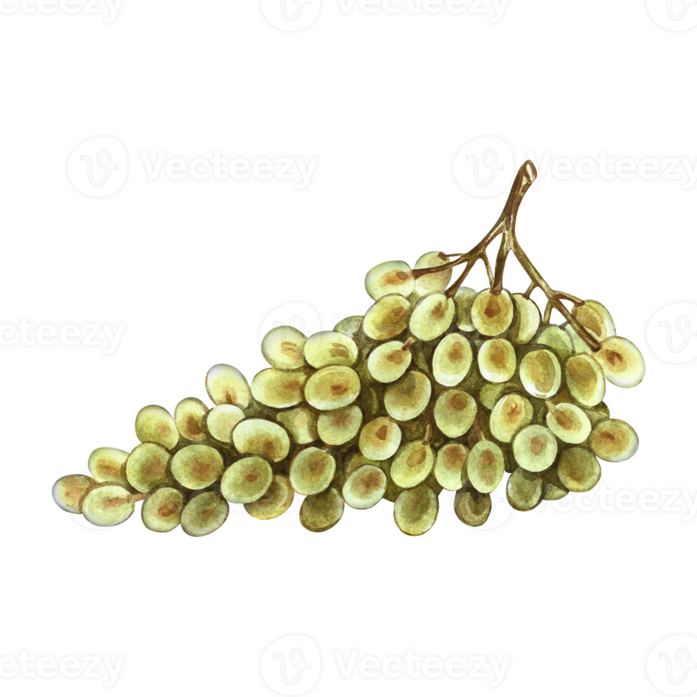 A bunch of white grapes. A hand-drawn watercolor illustration. An isolate. Color image. A design element for packaging and labels. For banners and posters. For restaurant menus, bars, and more. png
