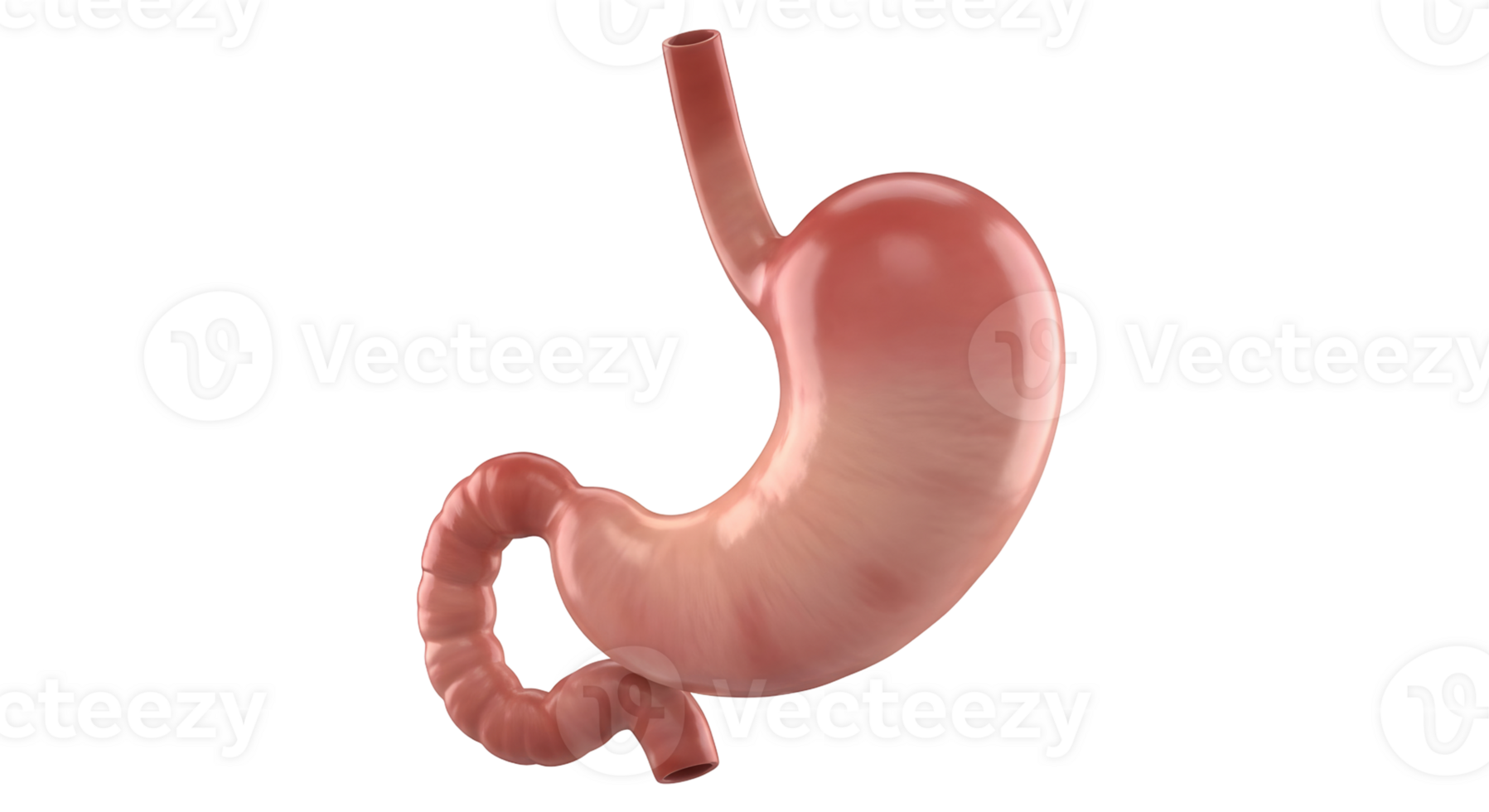 Human stomach and duodenum. 3D rendered illustration of internal digestive organ. Medical anatomy concept on transparent background. png