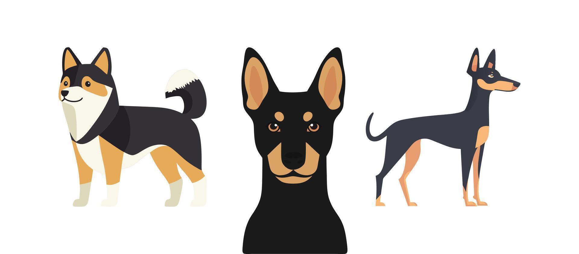 Miniature Pinscher Japanese Chin and Chihuahua Dog Breeds A Visual Guide to Canine Companions vector