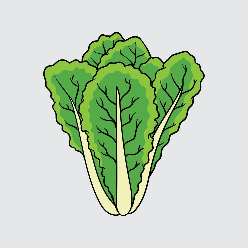 Lettuce vegetable Simple isolated cartoon illustration with a light background vector