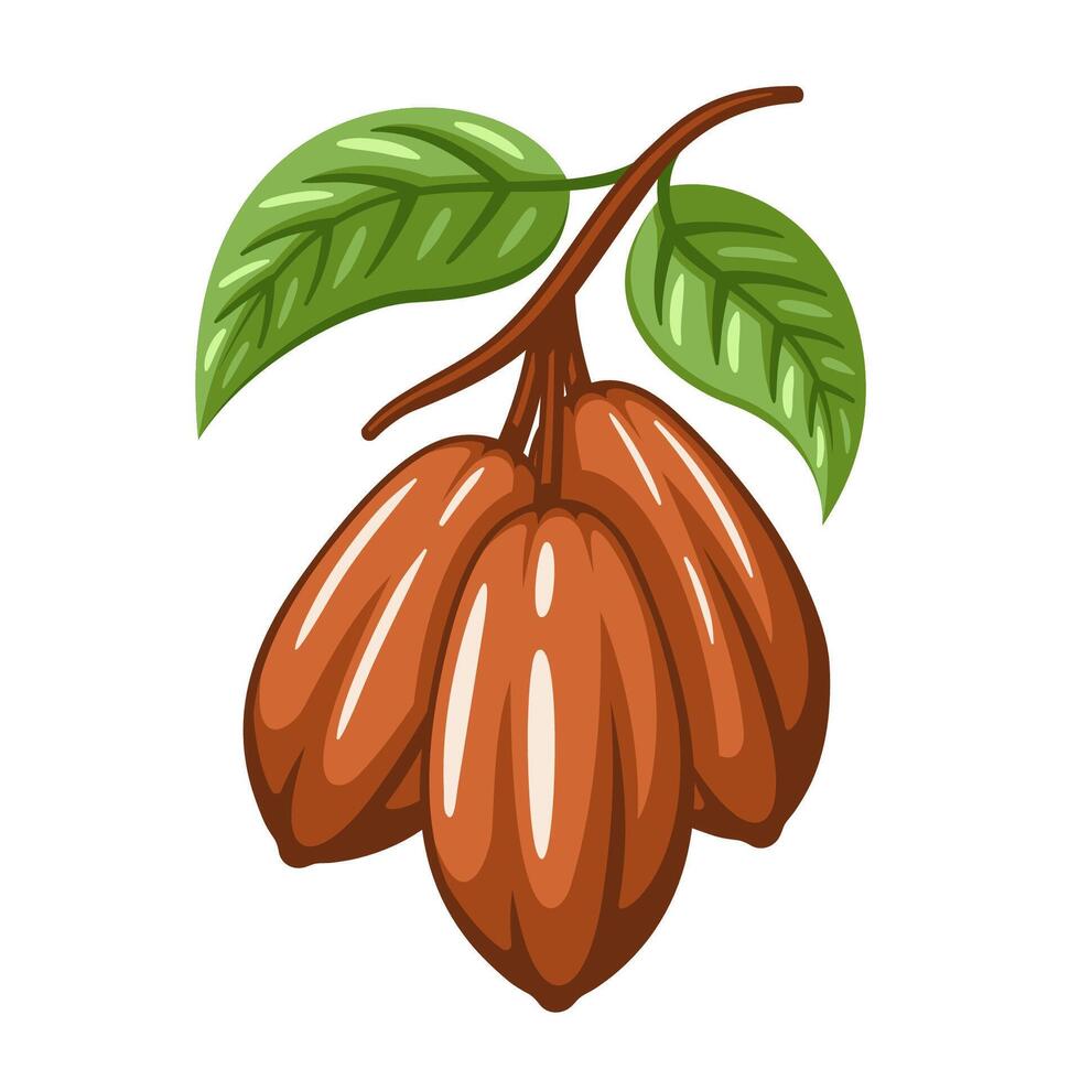 Cocoa beans illustration isolated on white background. Logo template. Cacao beans. Design elements vector