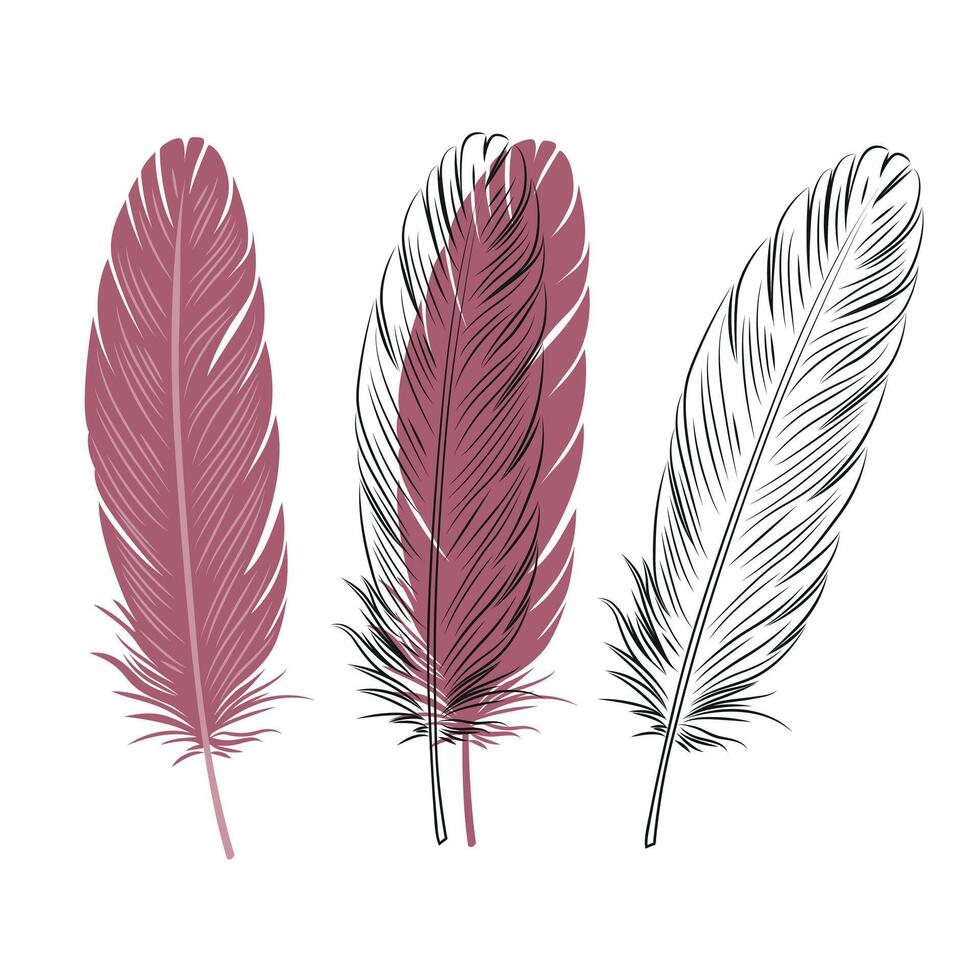 Set of bird feathers. Outline with transparent background, color illustration and combined drawing. Red color. vector