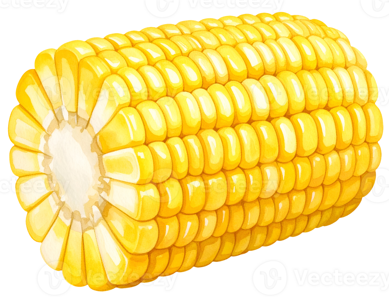 boiled corn cut section watercolor isolated background png