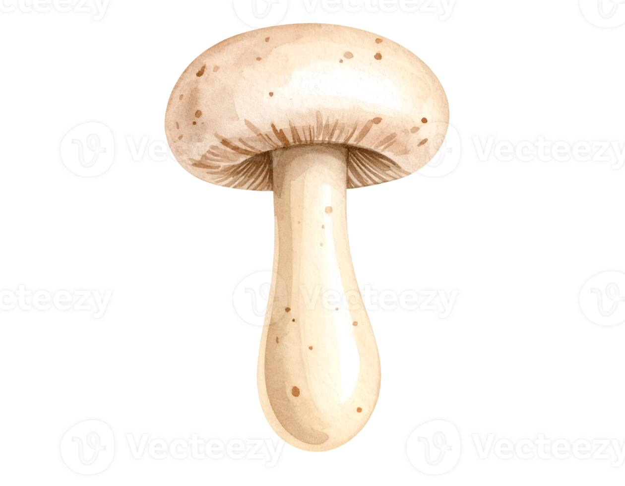 whole champignon mushroom watercolor style isolated on transparent background png