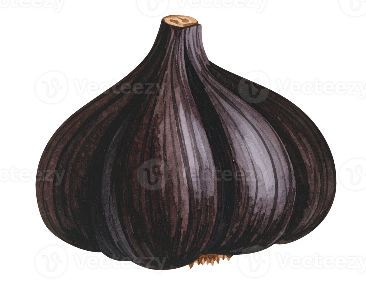 black garlic clove watercolor isolated background png