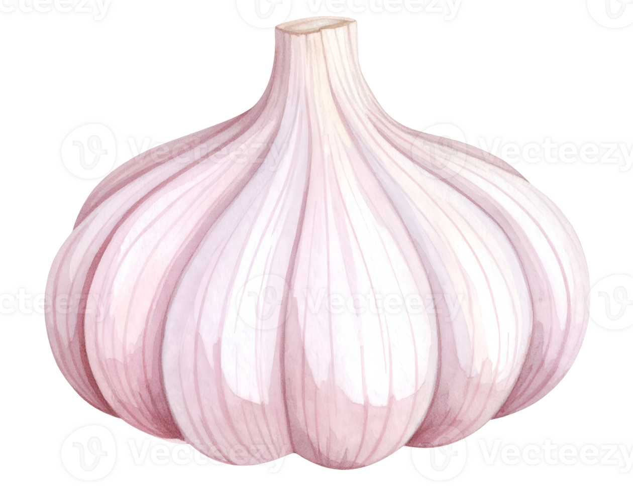 garlic bulb watercolor illustration isolated on transparent background isolated background png