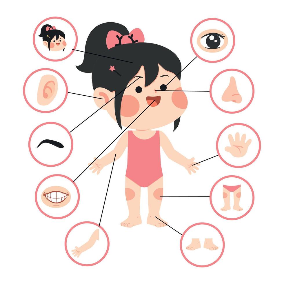 Child body parts illustration for education vector