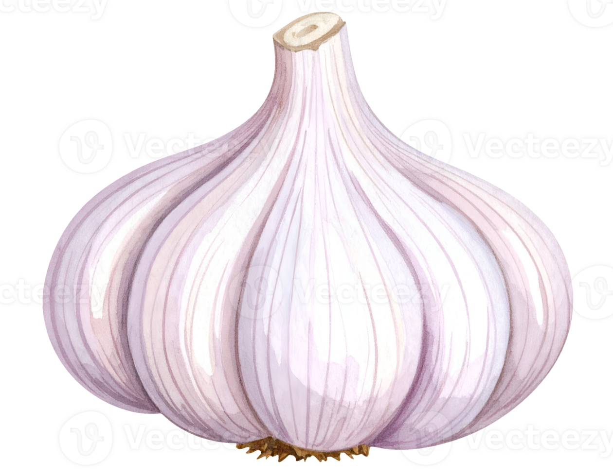 garlic bulb watercolor isolated isolated backgroundwith bottom root view png