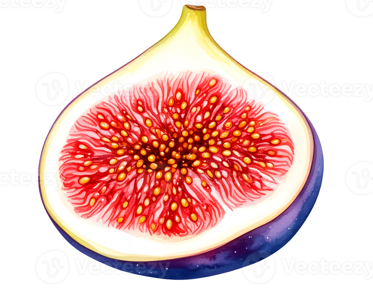 fig half with seeds watercolor isolated background png