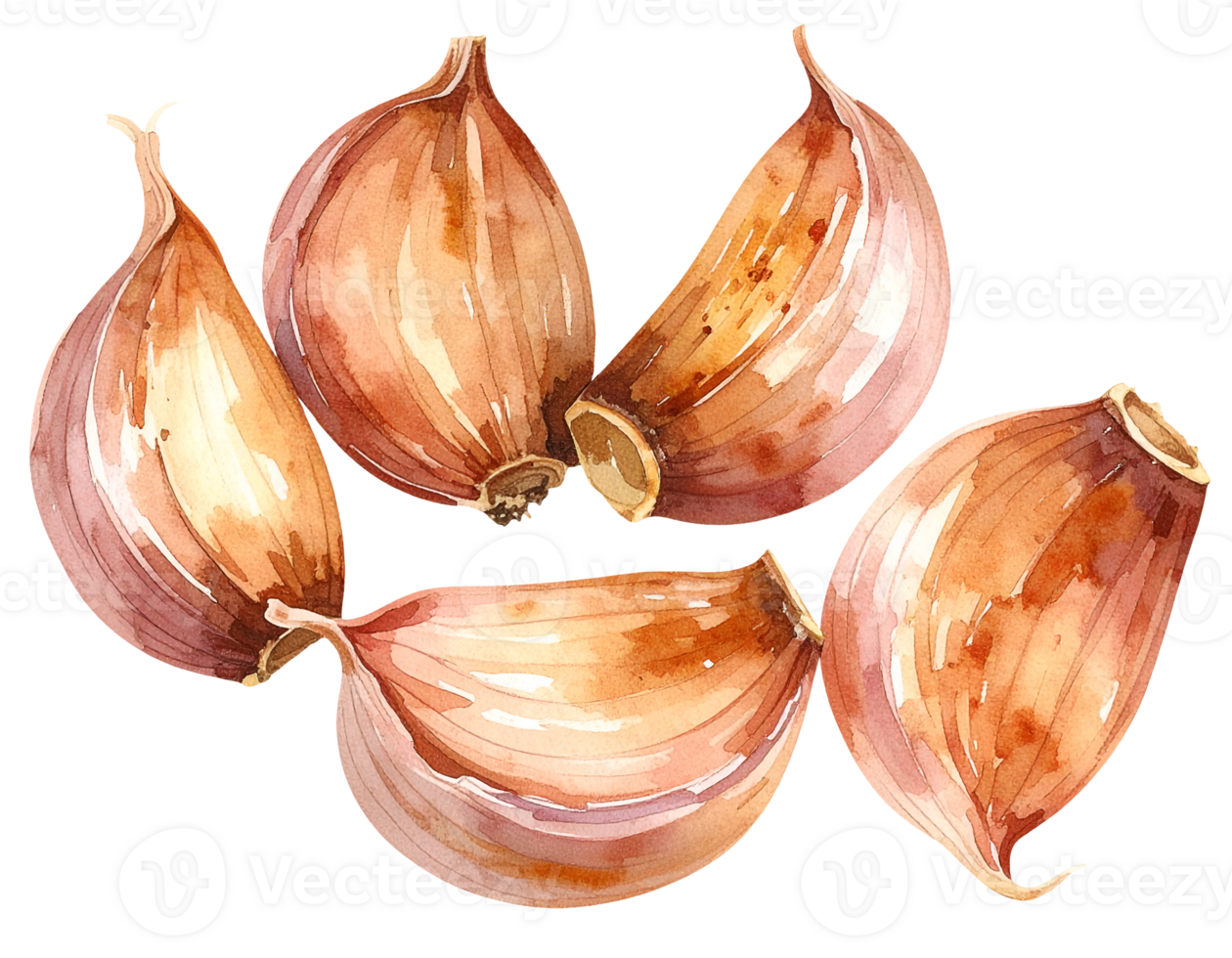 roasted garlic cloves with skin in watercolor style, hand painted aromatic culinary ingredient illustration on isolated background png