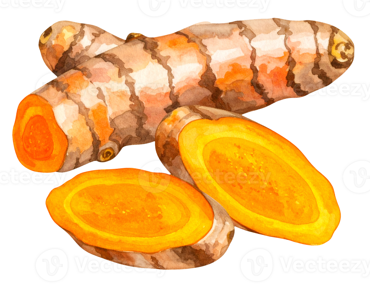 turmeric root with slices watercolor illustration isolated on transparent background for herb and wellness design png