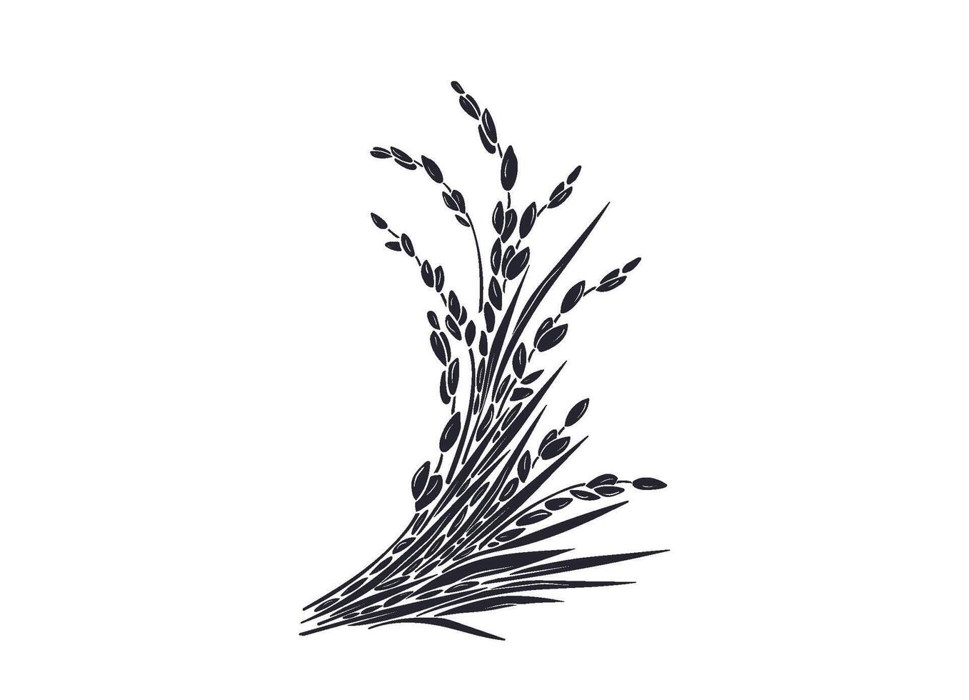 Rice plant, basmati grain. Graphic panicles shape vector