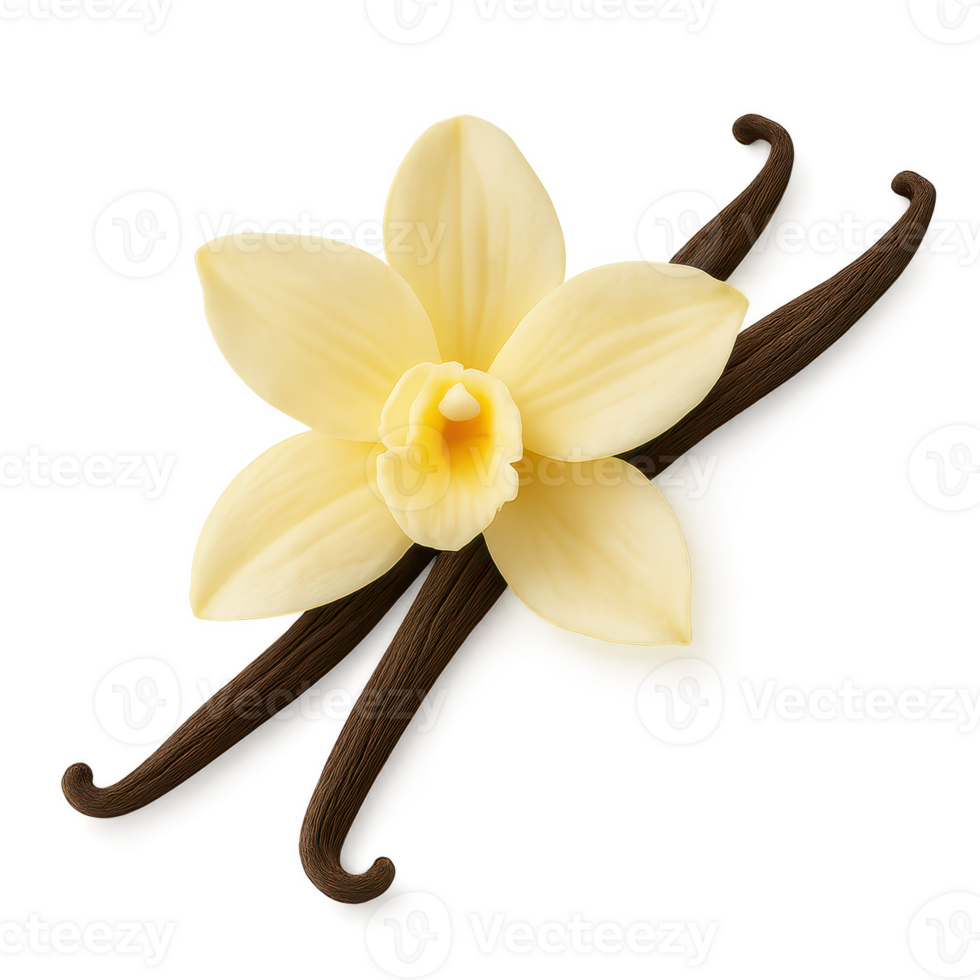Elegant Vanilla Flower with Pods on a Simple Background png