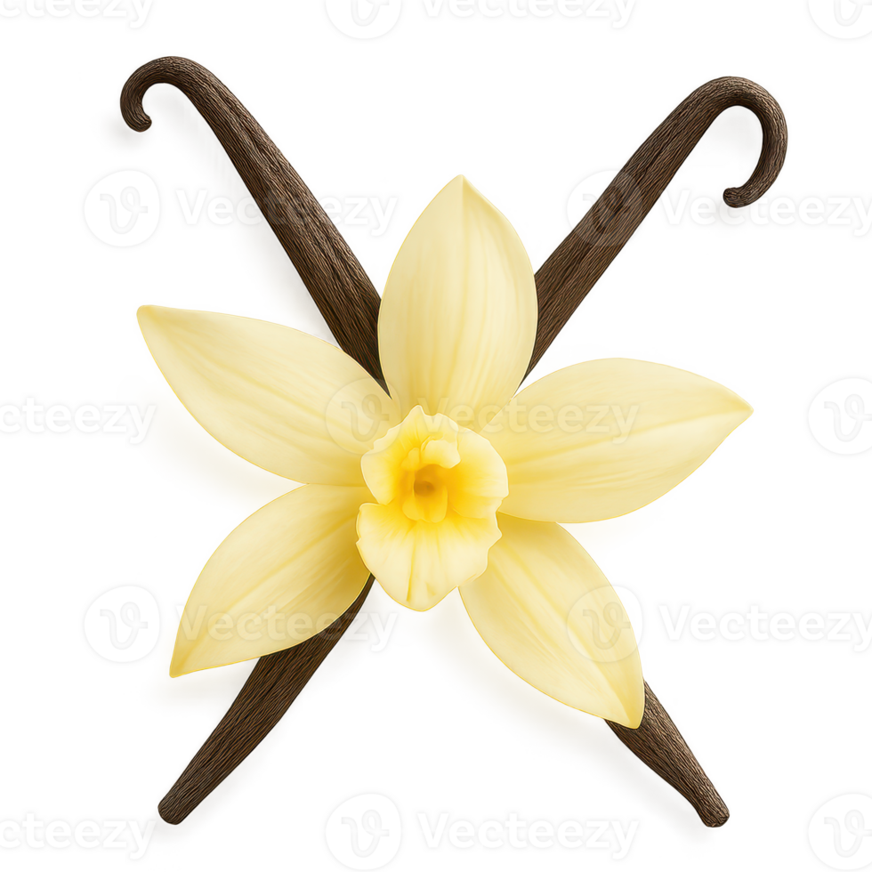 Elegant Vanilla Flower with Cutout Design on Simple Background png