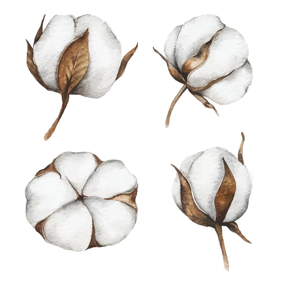 cotton flower illustrations vector