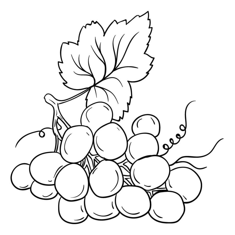 hand drawing style of grapes illustration vector