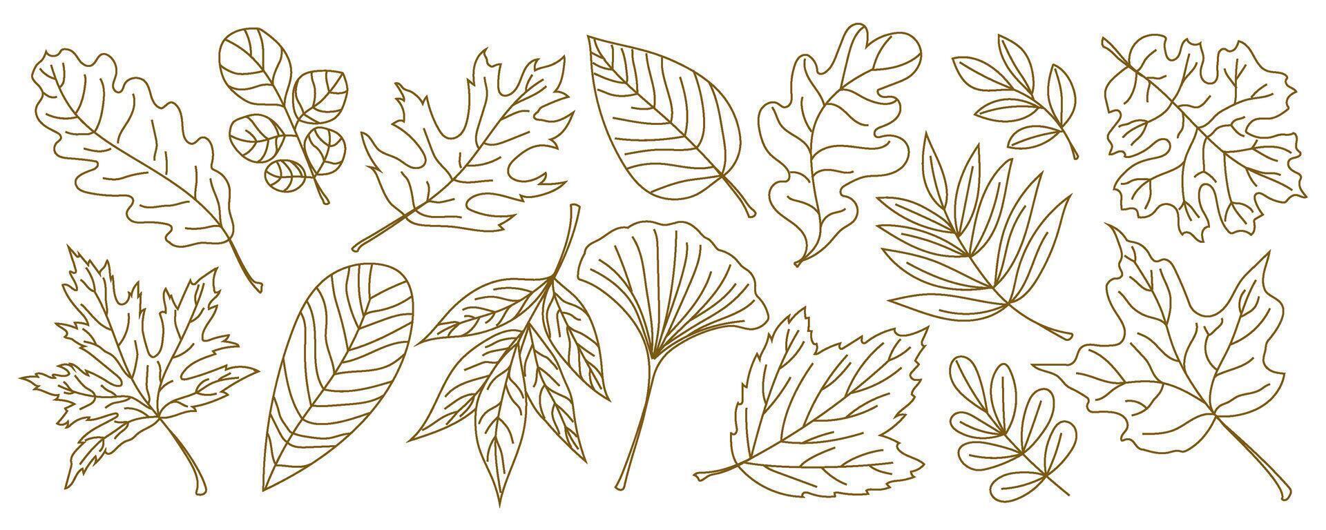 set of autumn leaves in elegant linear style. Hand-drawn botanical elements with thin outlines. Decorative foliage for print, banner, card, poster and minimalist nature design element. vector
