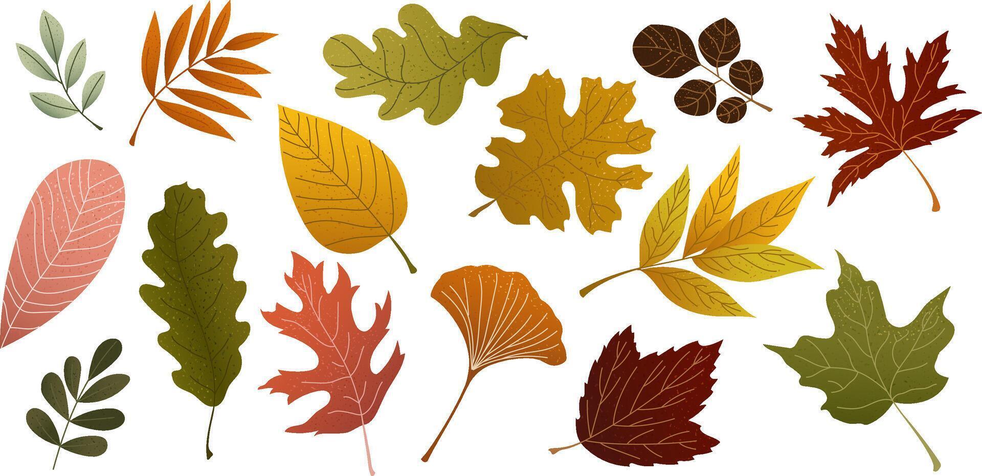 Colorful autumn leaves collection illustration vector