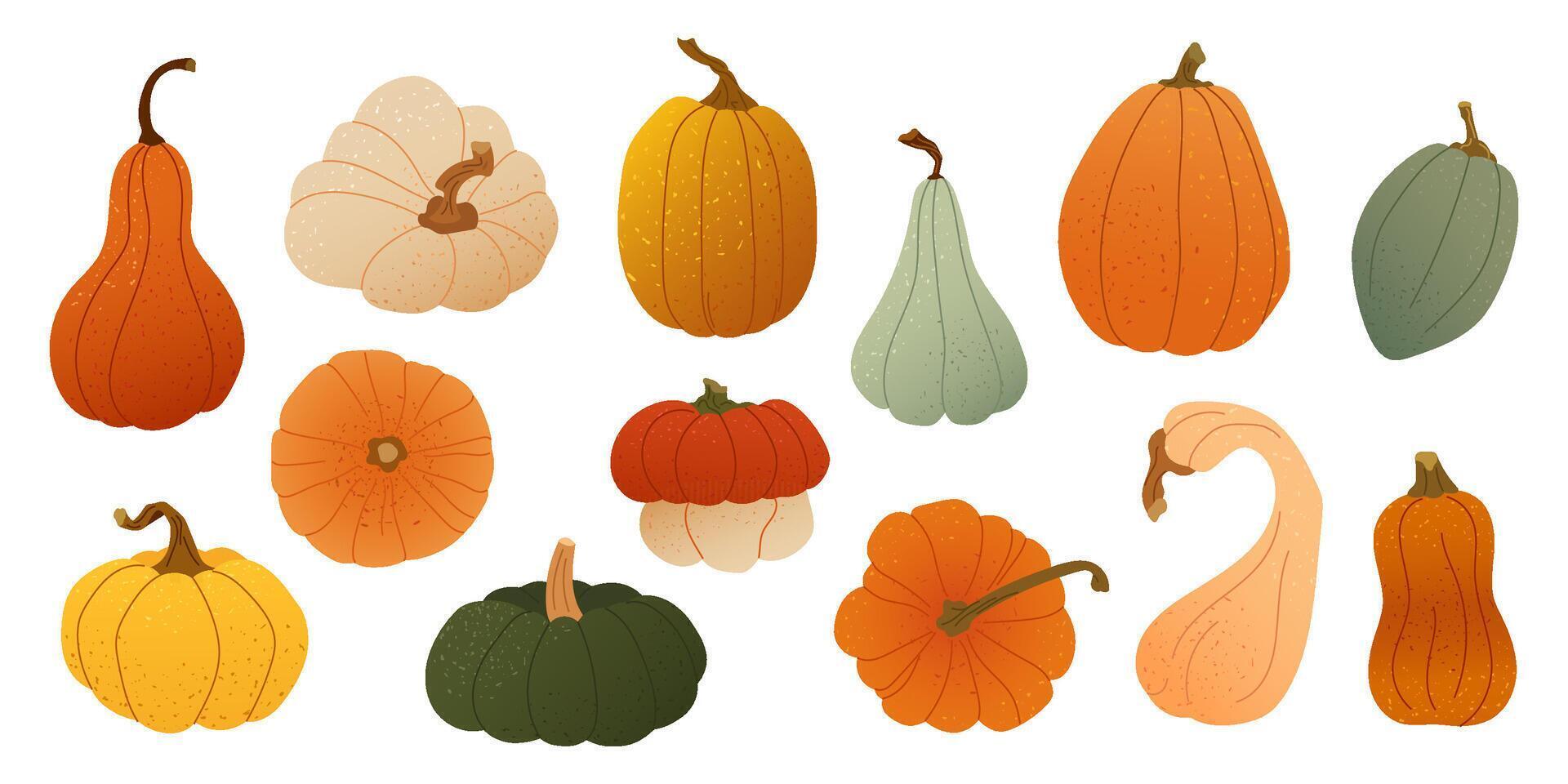set of colorful pumpkins and gourds, textured flat style Autumn harvest vegetables for seasonal card, fall print, packaging, thanksgiving poster and cozy rustic decor for farm or kitchen themes vector