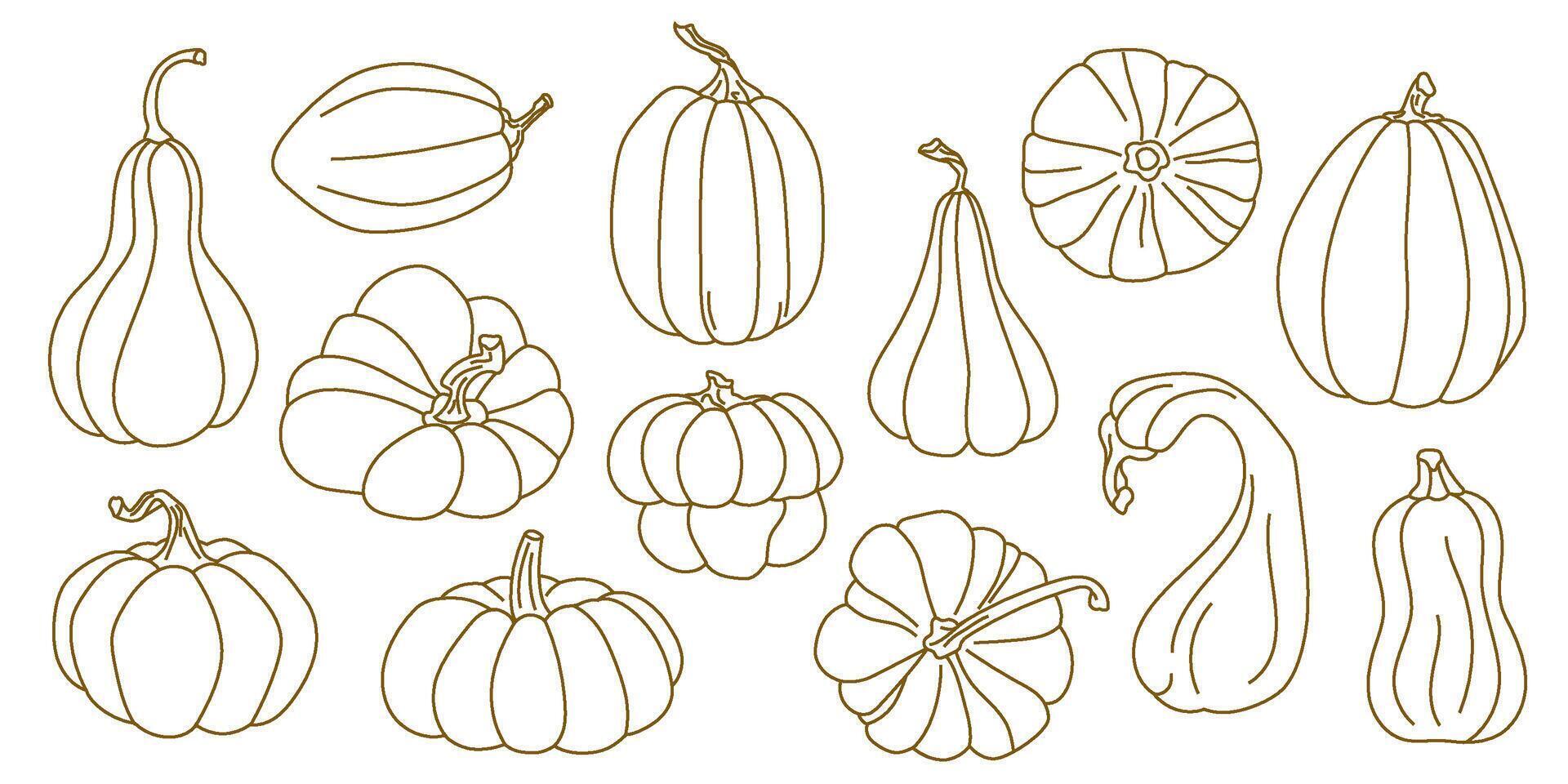 Set of hand-drawn outline pumpkins in elegant linear style Autumn vegetable collection with different squash and gourd shapes Ideal for cards, prints, packaging, farm market labels, Thanksgiving decor vector