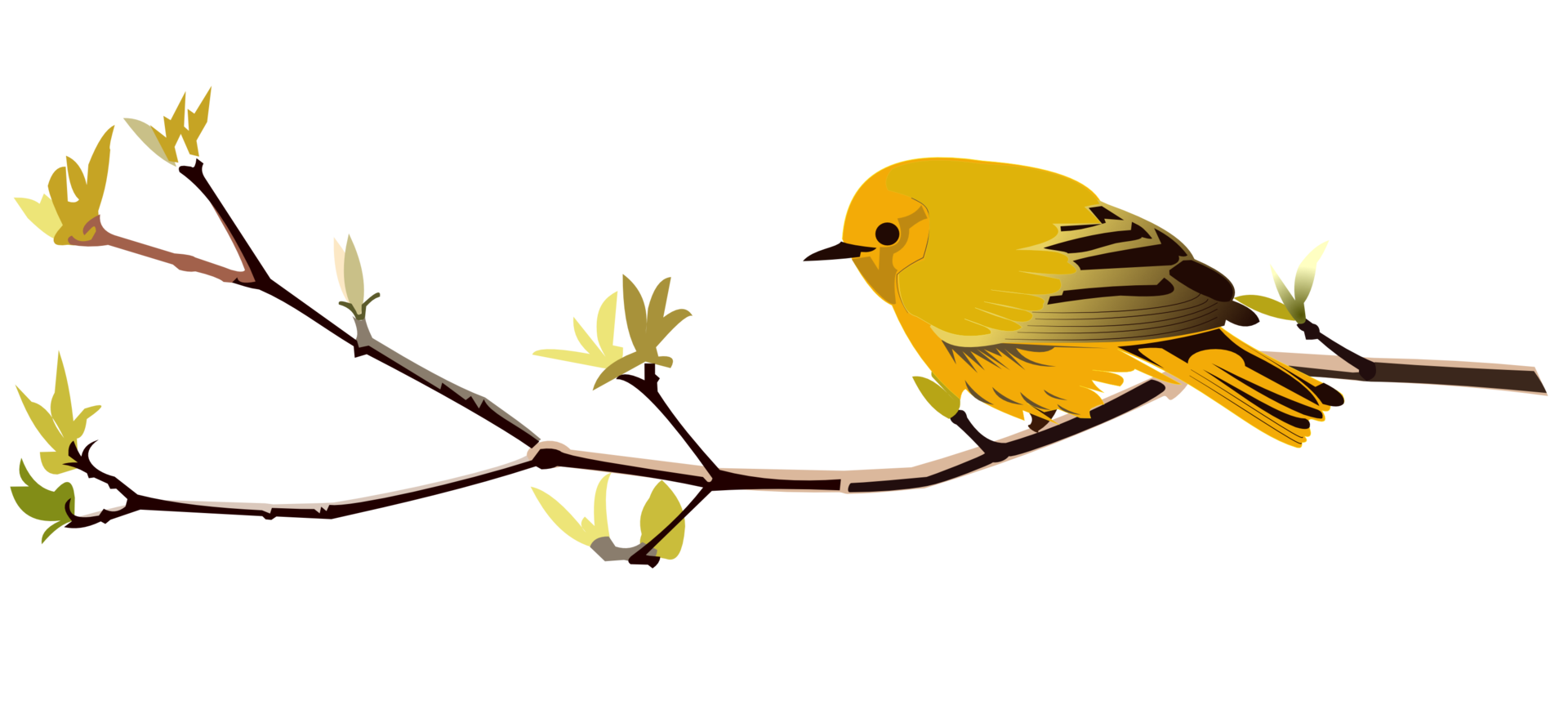 A yellow bird sitting on a branch png