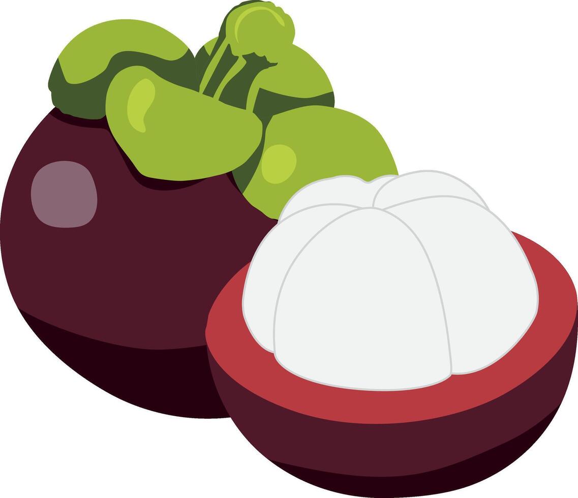 illustration of a fresh mangosteen fruit, featuring one whole and one half showing white juicy flesh. Tropical exotic fruit ideal for food, health, and botanical concepts. vector