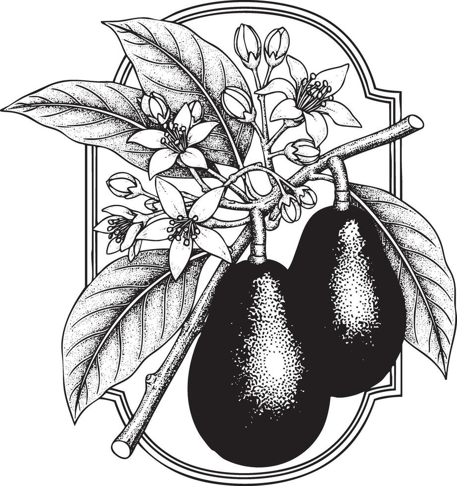 Avocado branch with fruit and flowers in a decorative frame silhouette vector