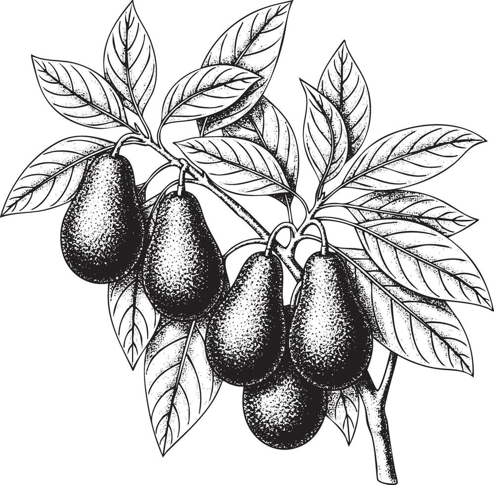 Black and white illustration of avocados on a branch with leaves silhouette vector