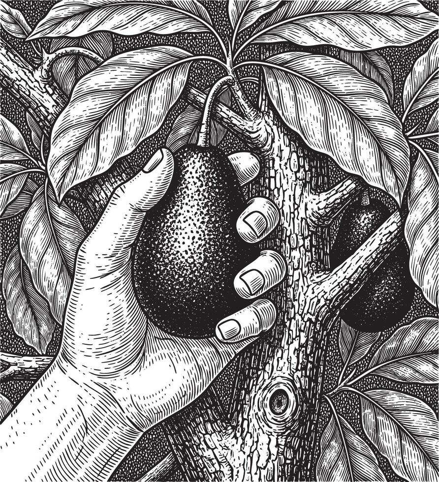 Hand picking ripe avocado from tree branch with lush leaves silhouette vector