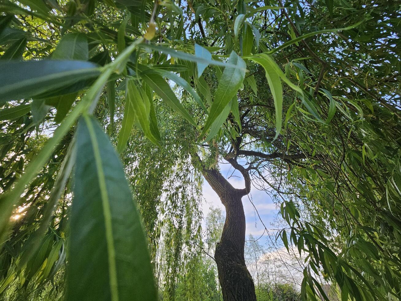 Serene view through long, slender willow leaves revealing a tall tree trunk against a soft blue sky, bathed in warm natural light. photo