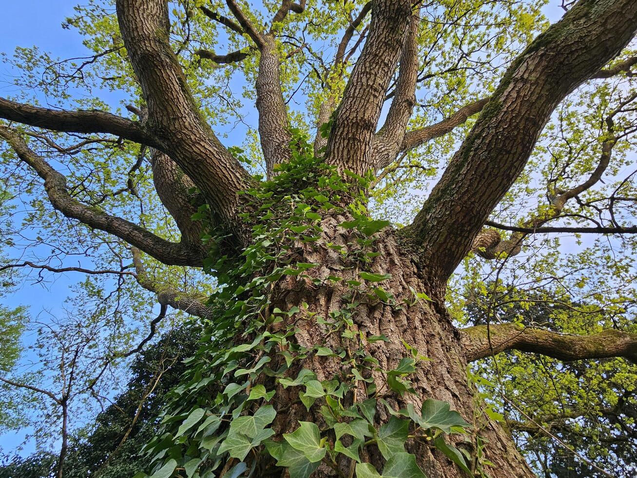 Close-up upward perspective of a tall tree with textured bark, lush green ivy climbing its trunk, and fresh spring foliage against a vibrant blue sky. photo