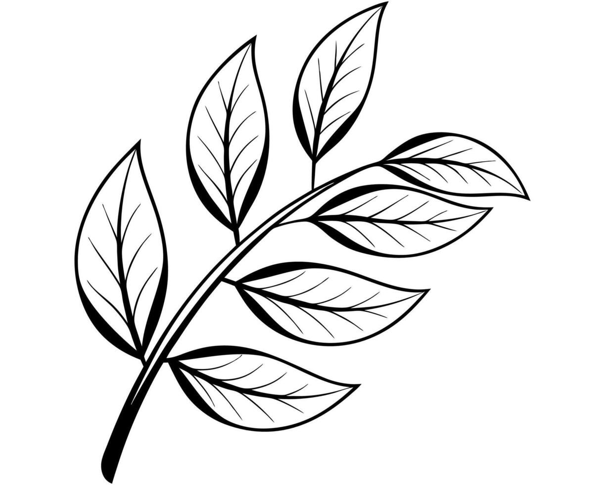 Elegant Black and White Leaf Branch Illustration on White vector