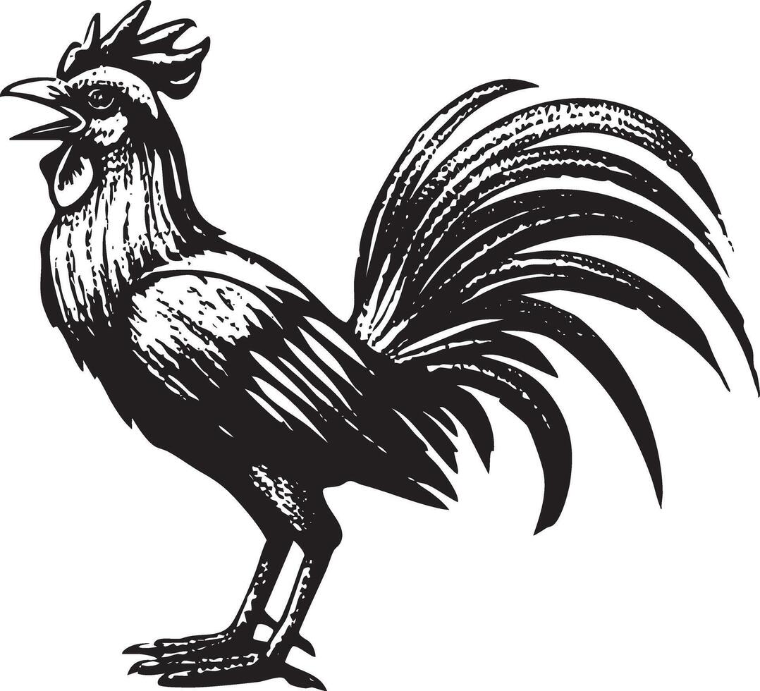Illustration of a crowing rooster in vintage stipple engraving style isolated vector
