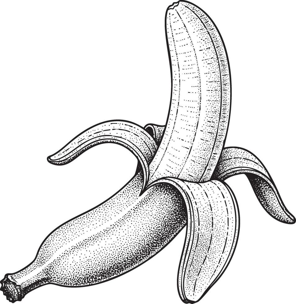Illustration of a peeled banana in vintage stipple engraving style isolated vector
