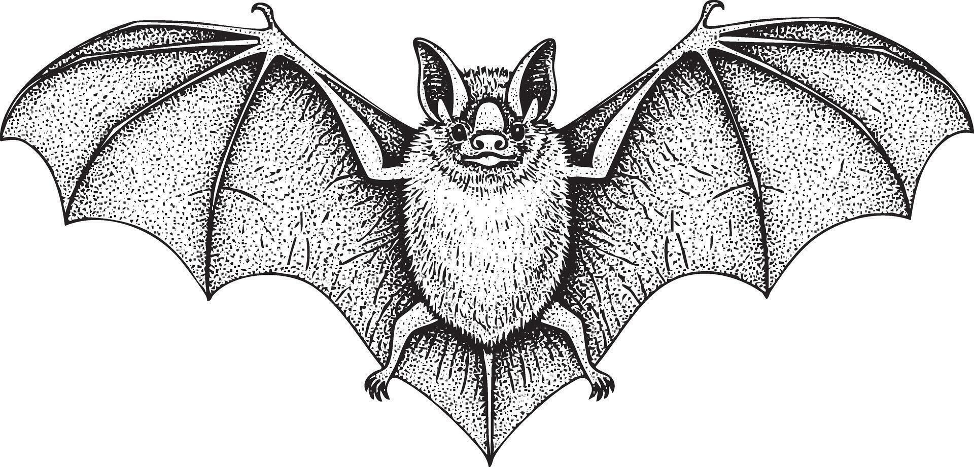 Flying bat illustration in vintage stipple engraving style isolated vector