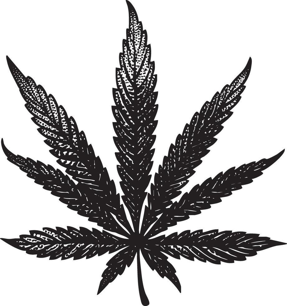 Marijuana leaf illustration in vintage stipple engraving style isolated vector