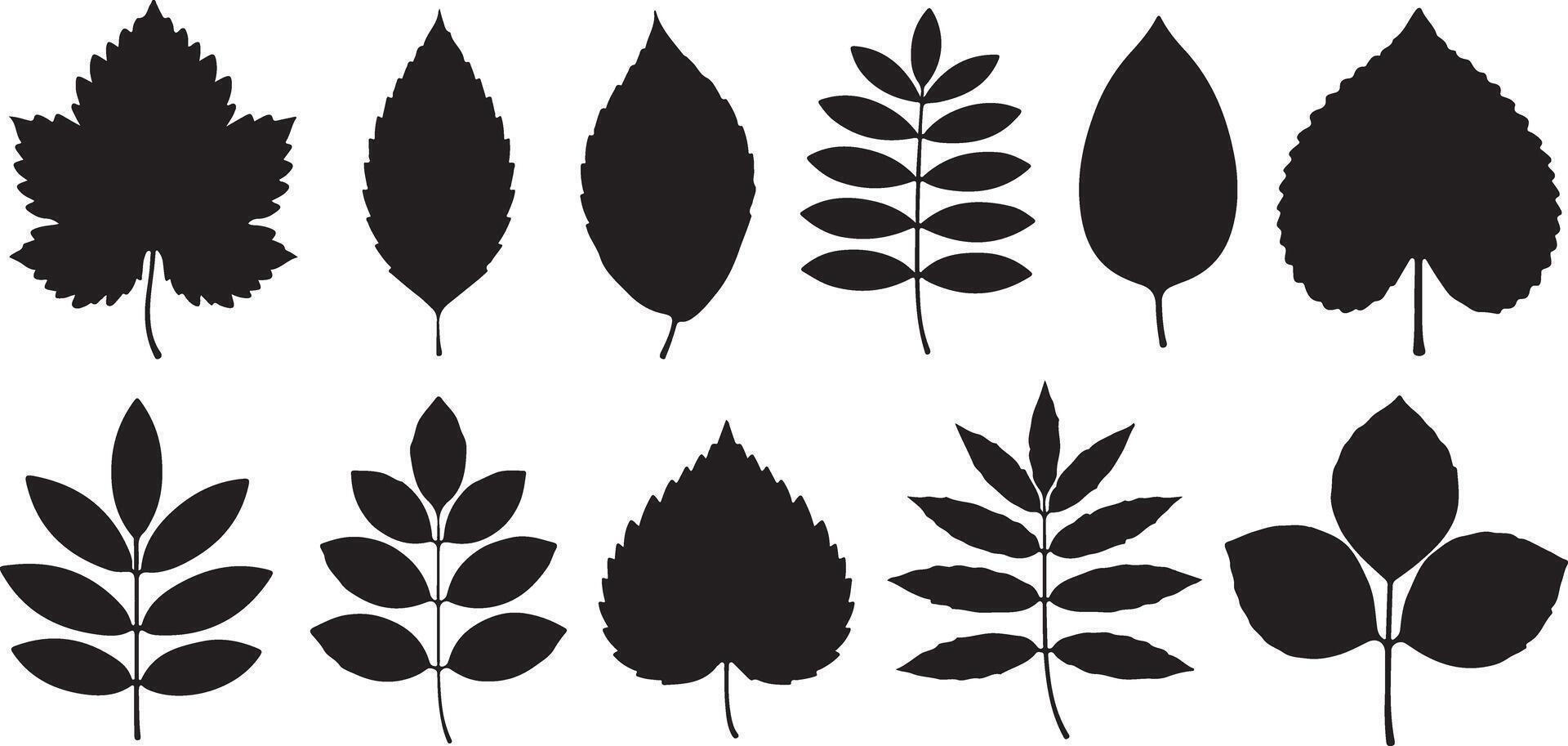 Twelve Black Silhouettes of Diverse Leaf Shapes and Structures Isolated on White Background Botanical Graphic Set for Design Projects vector