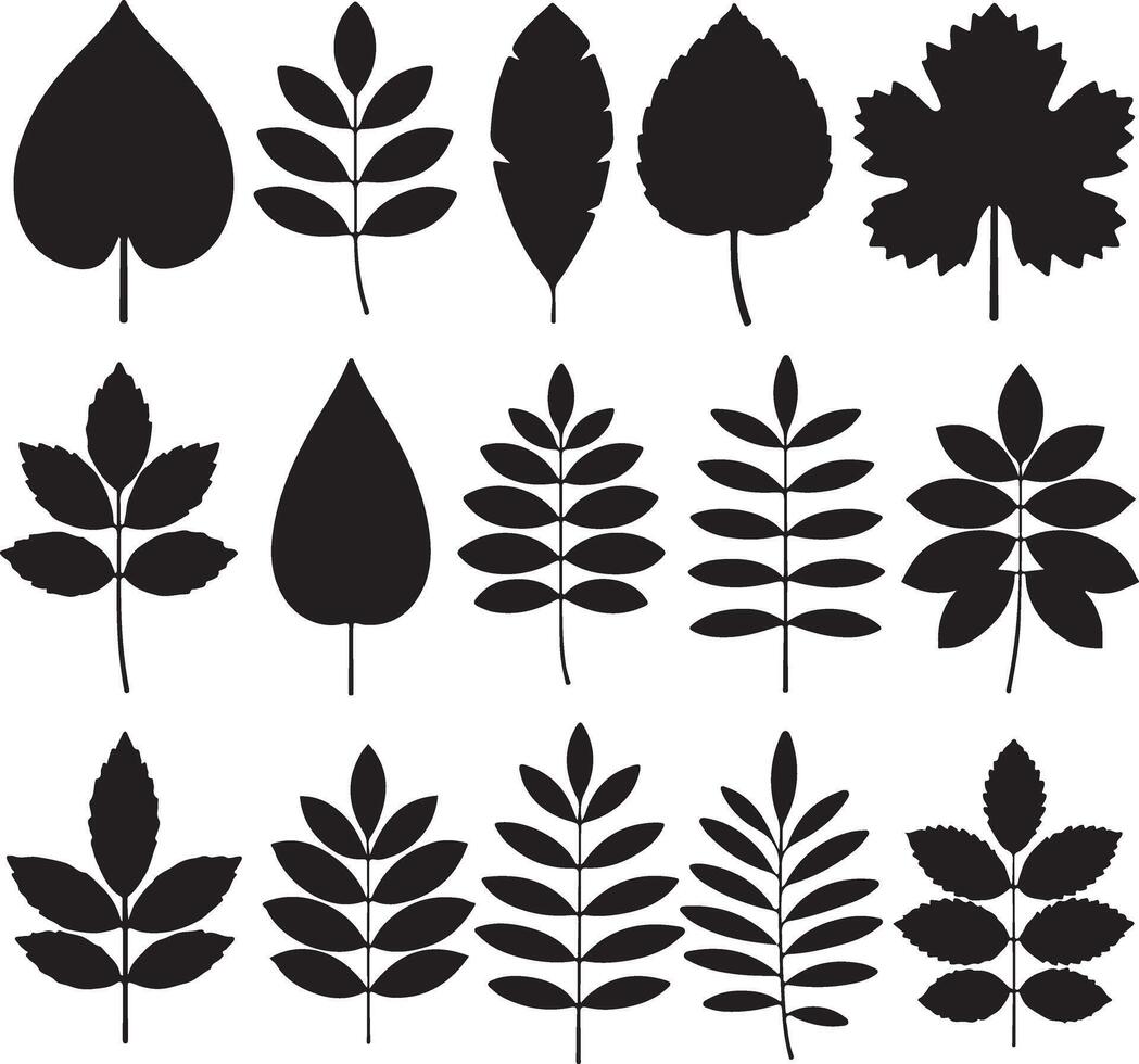 Collection of Sixteen Black Silhouettes of Various Leaf Shapes and Branching Patterns Isolated on White Background Graphic Design Elements for vector