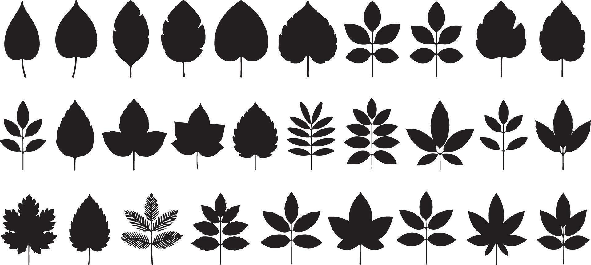 Thirty Black Silhouettes of Various Leaf Types Arranged in Three Horizontal Rows on White Background Botanical Illustration Set of Simple Leaf Shapes vector