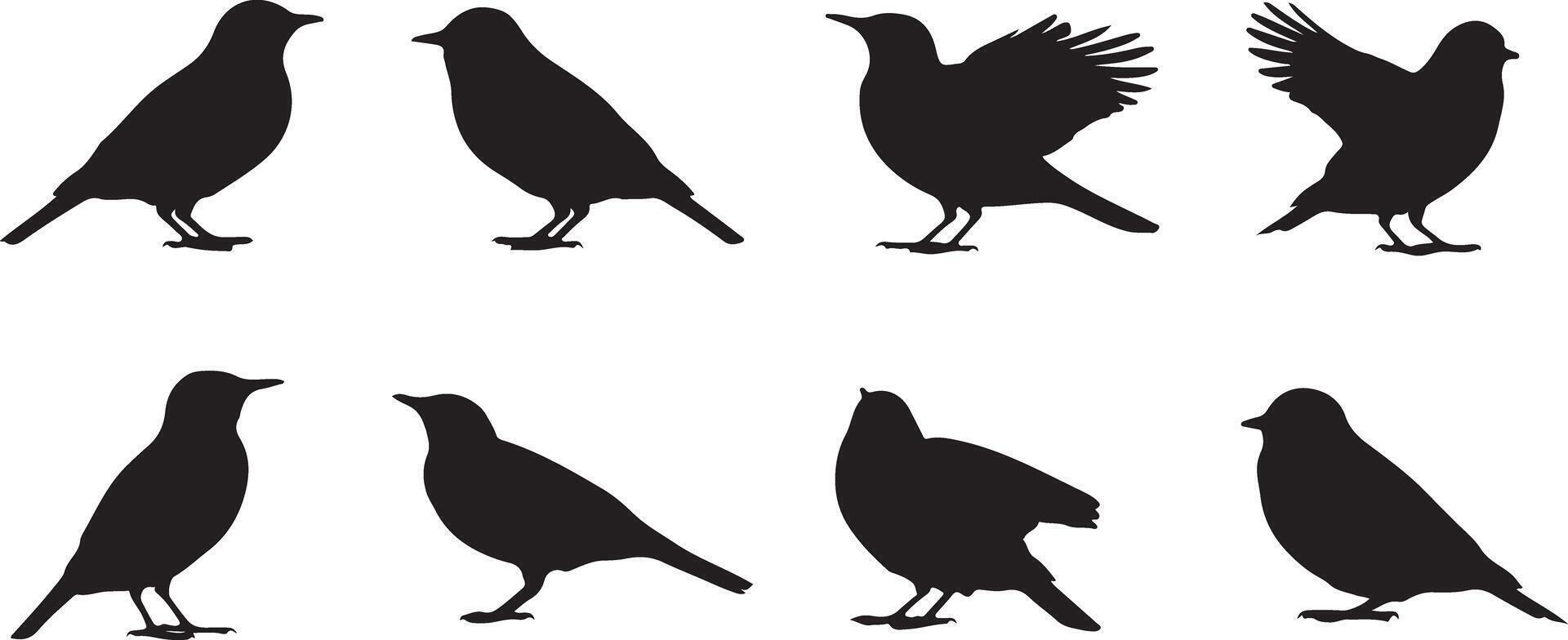 Eight Black Bird Silhouettes Traced Graphic Set Various Poses Simple Line Art Black and White Bird Illustrations vector